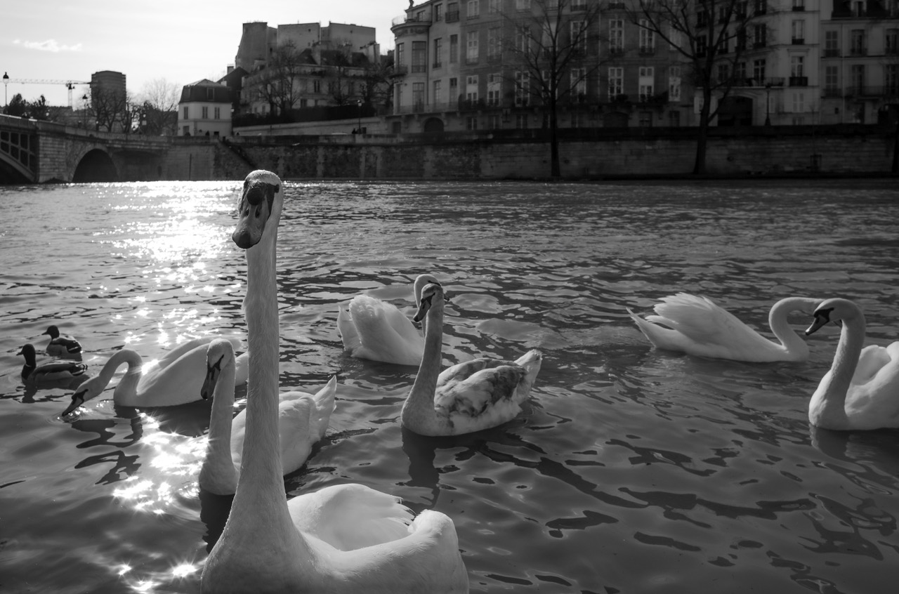 Swans in Paris