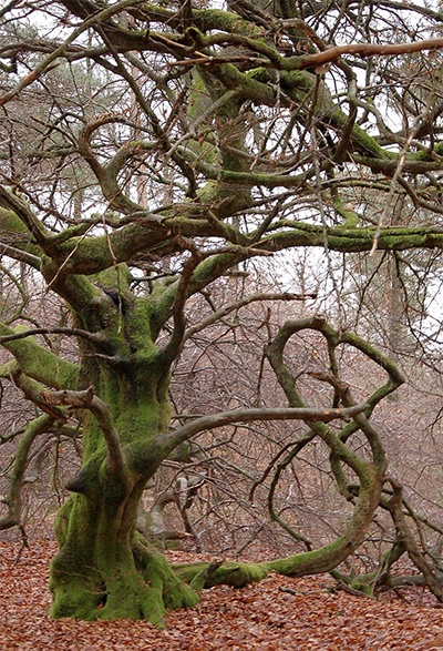 remarkable trees