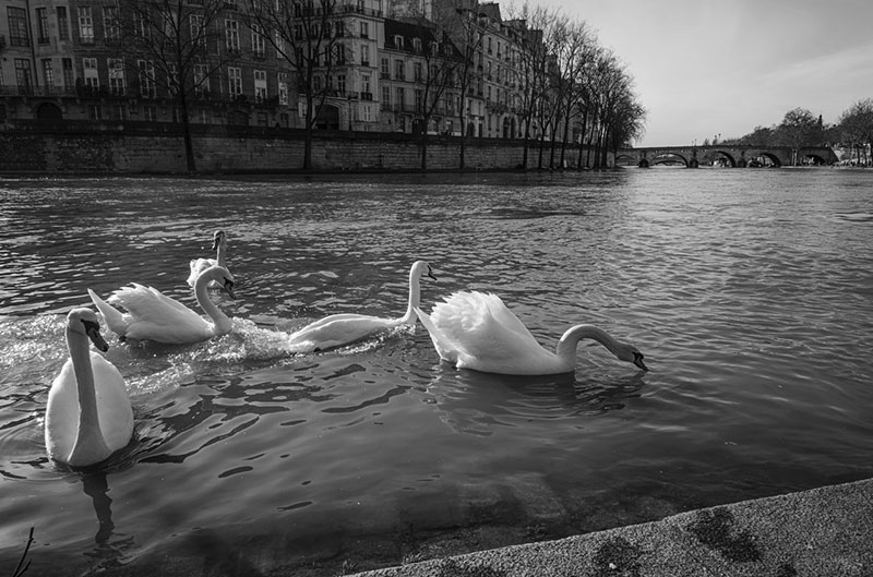 Swans in Paris